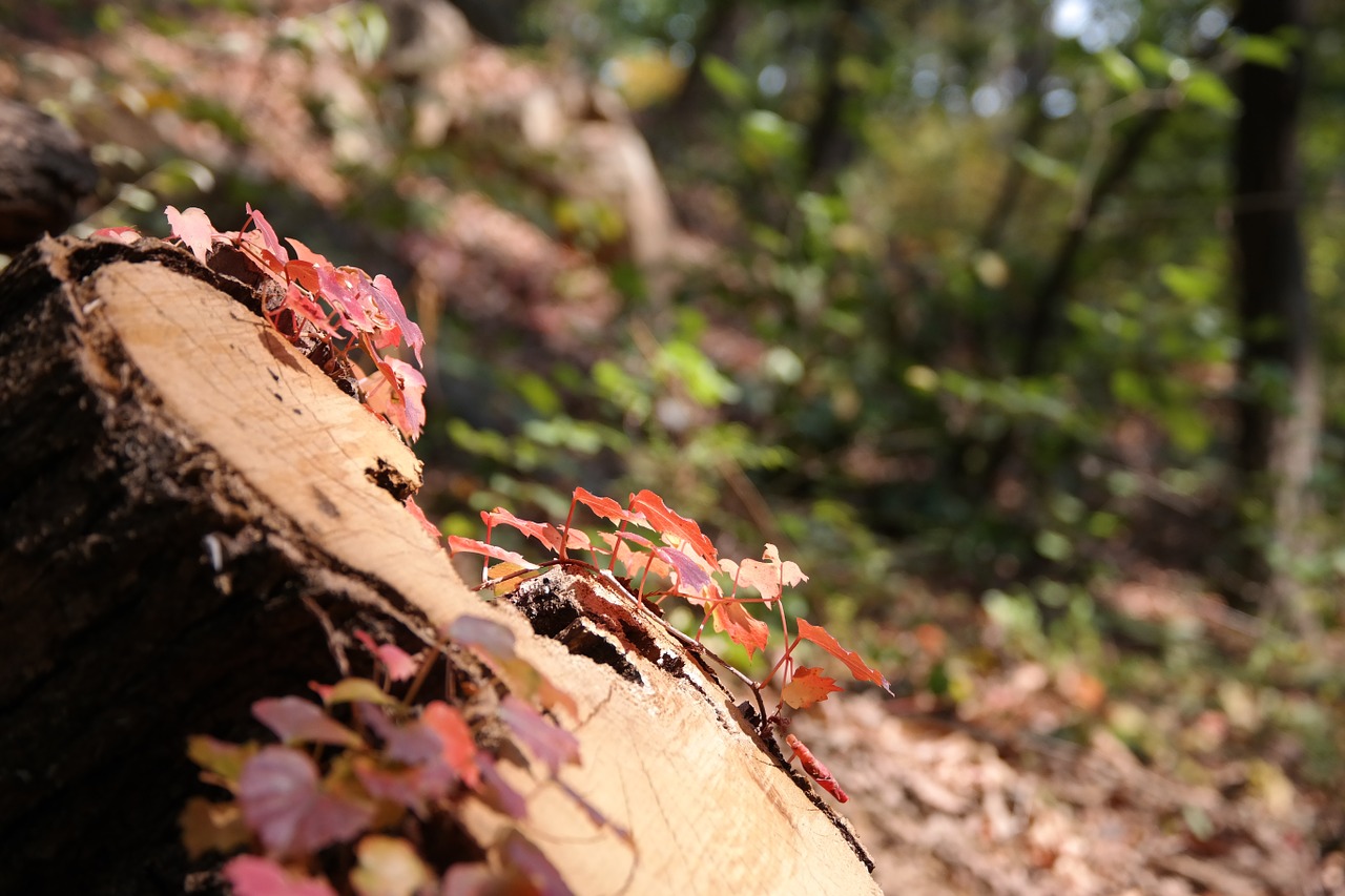 ivy autumn wood free photo