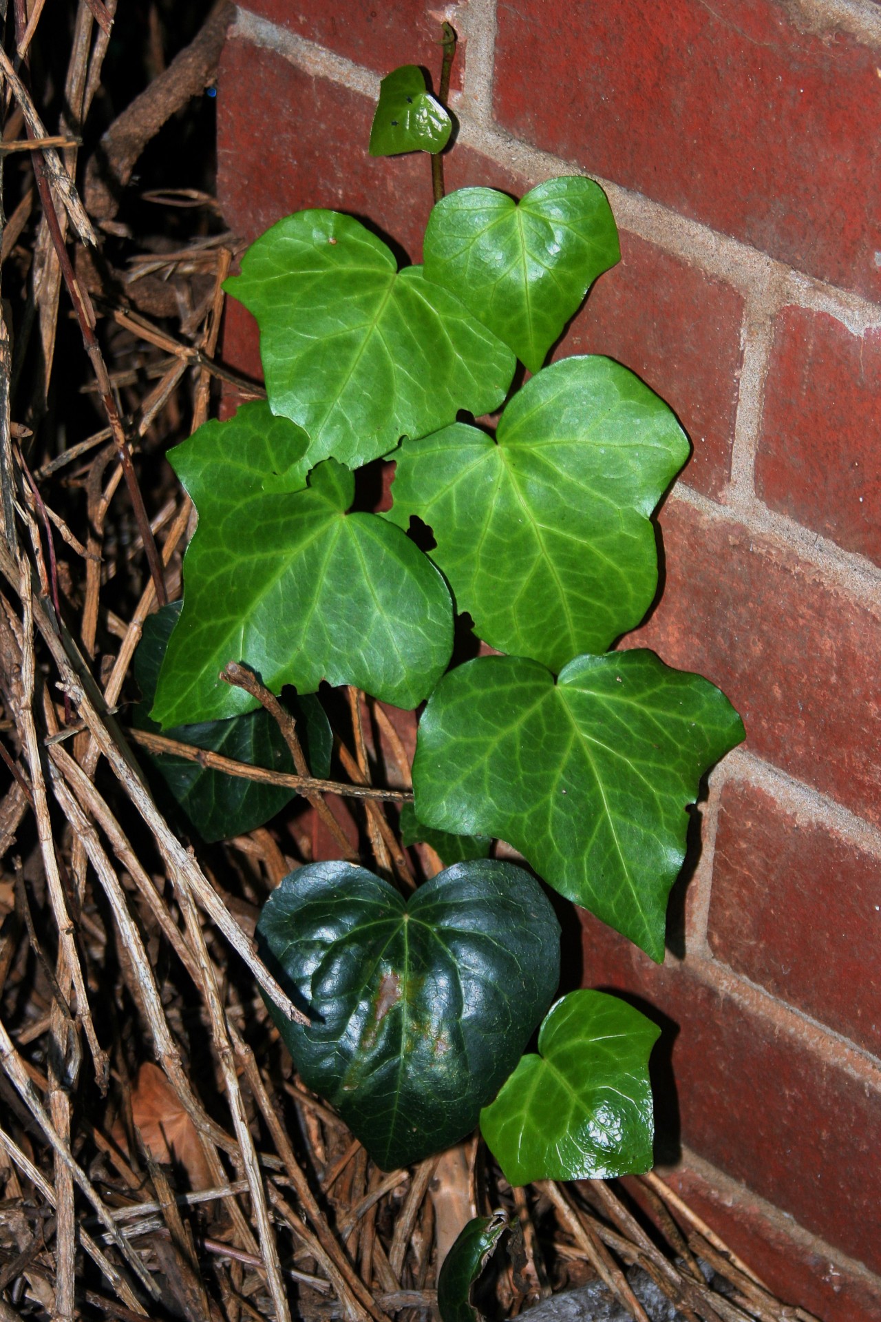 leaves green bricks free photo