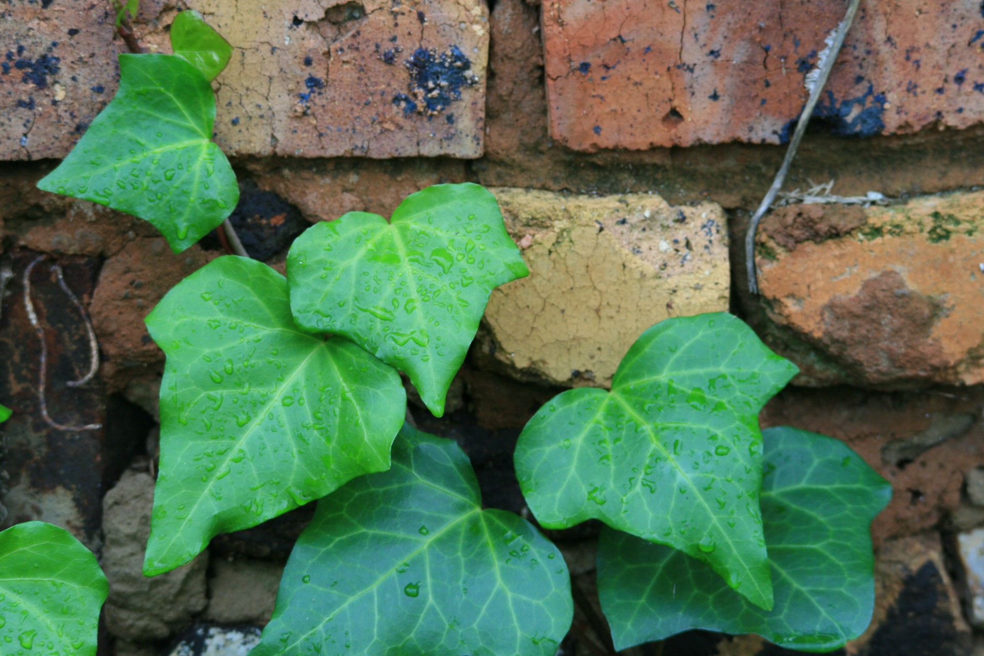 ivy creeper climber free photo