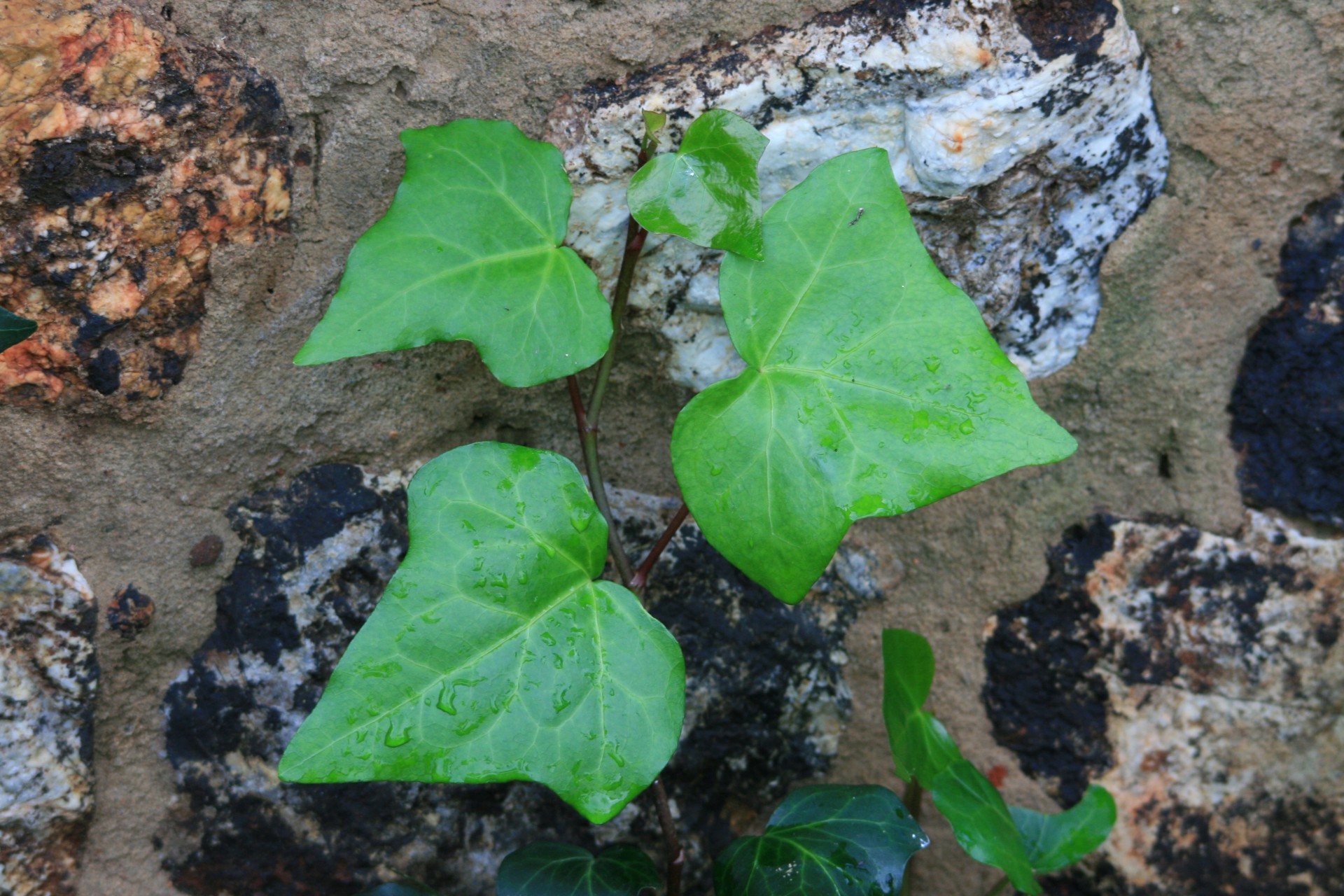 wall stone ivy free photo