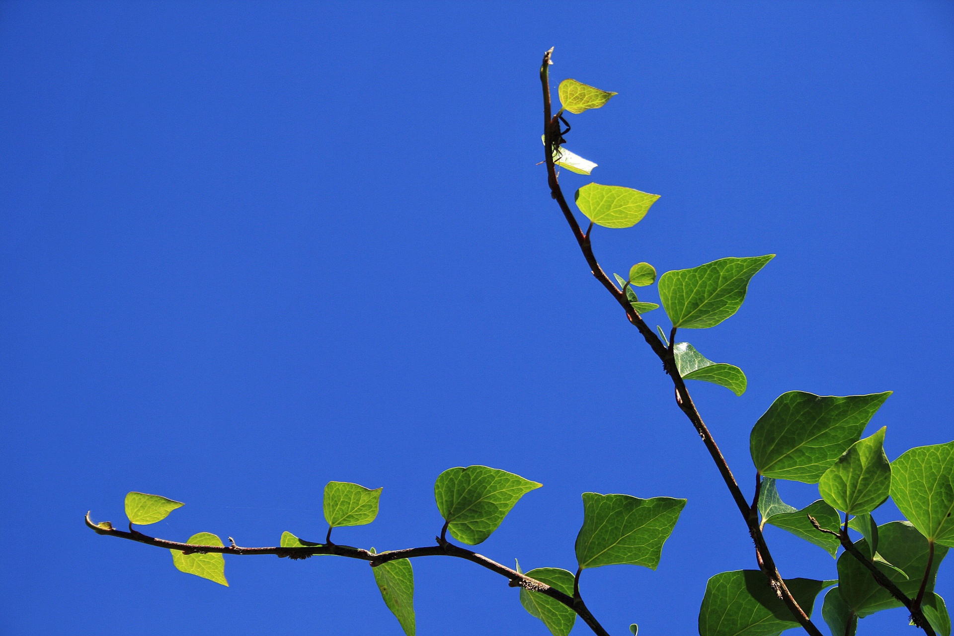 creeper ivy leaves free photo