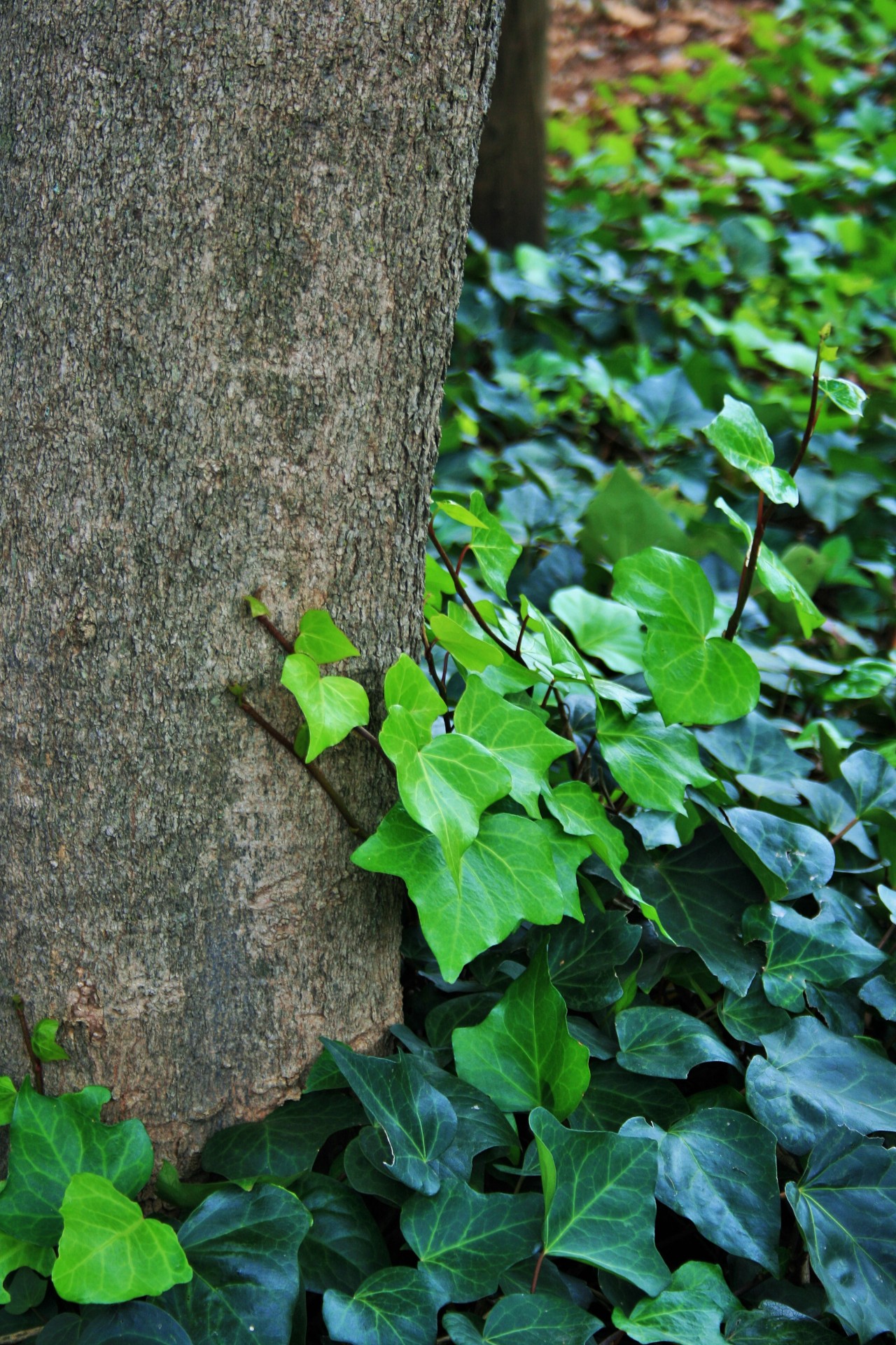 tree ivy creeper free photo