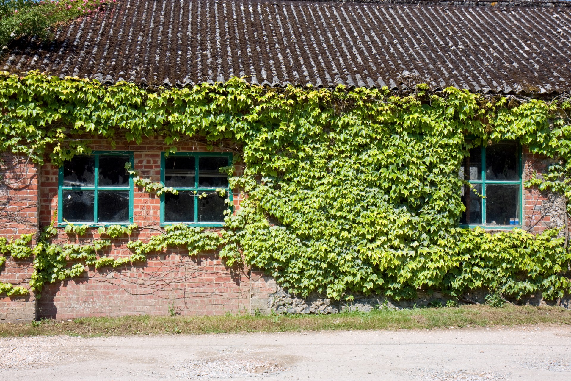 ivy window windows free photo