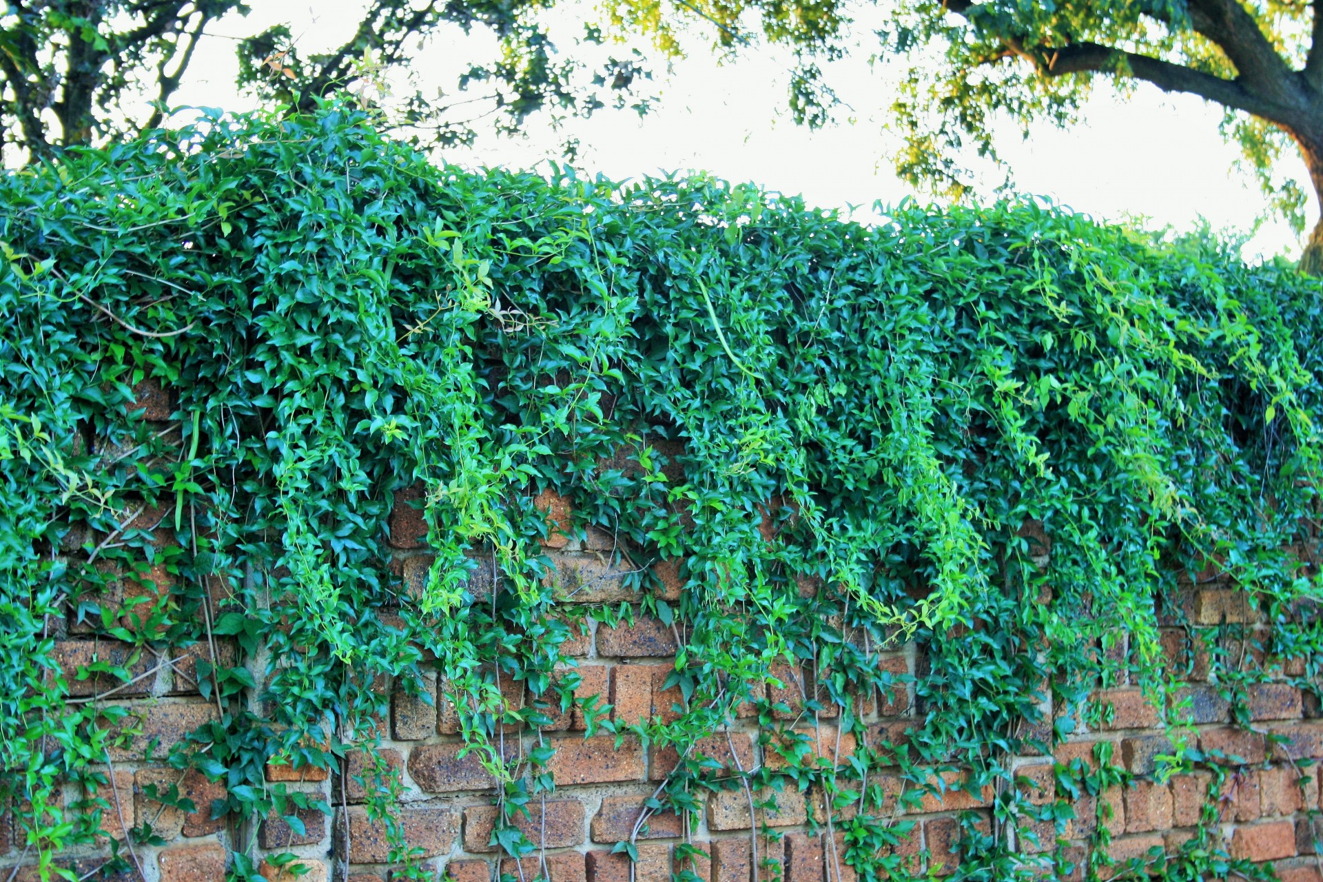 wall ivy creeper free photo