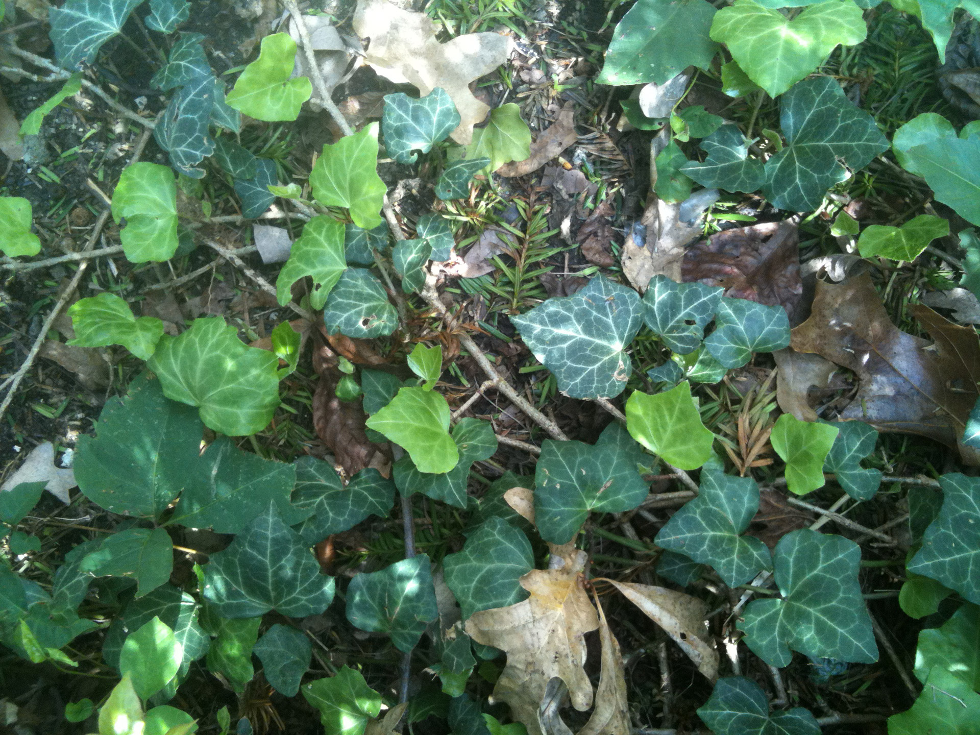 green ivy nature free photo