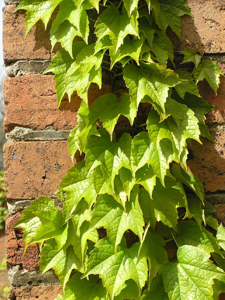 ivy growing on a brick wall in the garden free photo