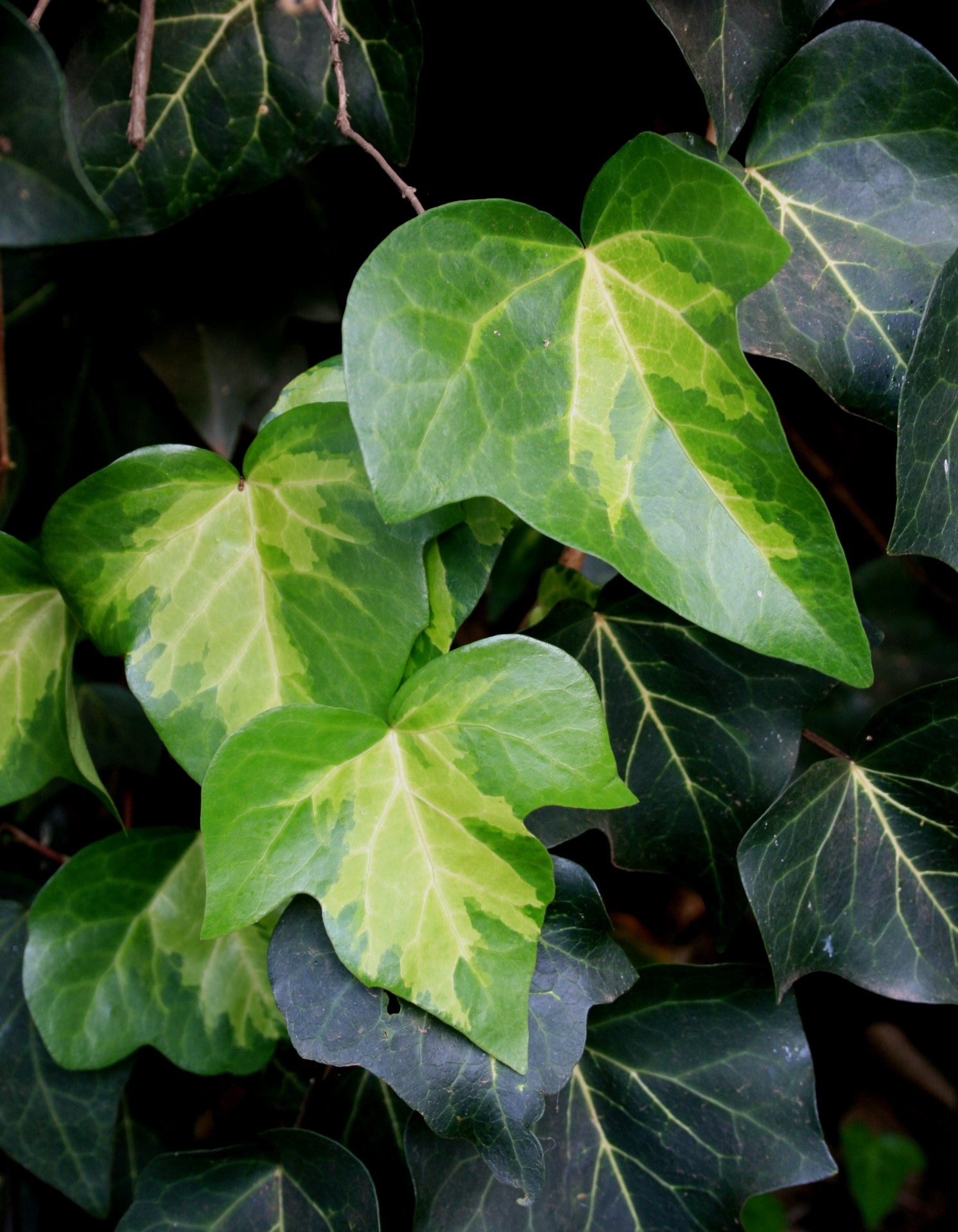 leaves ivy patterned free photo