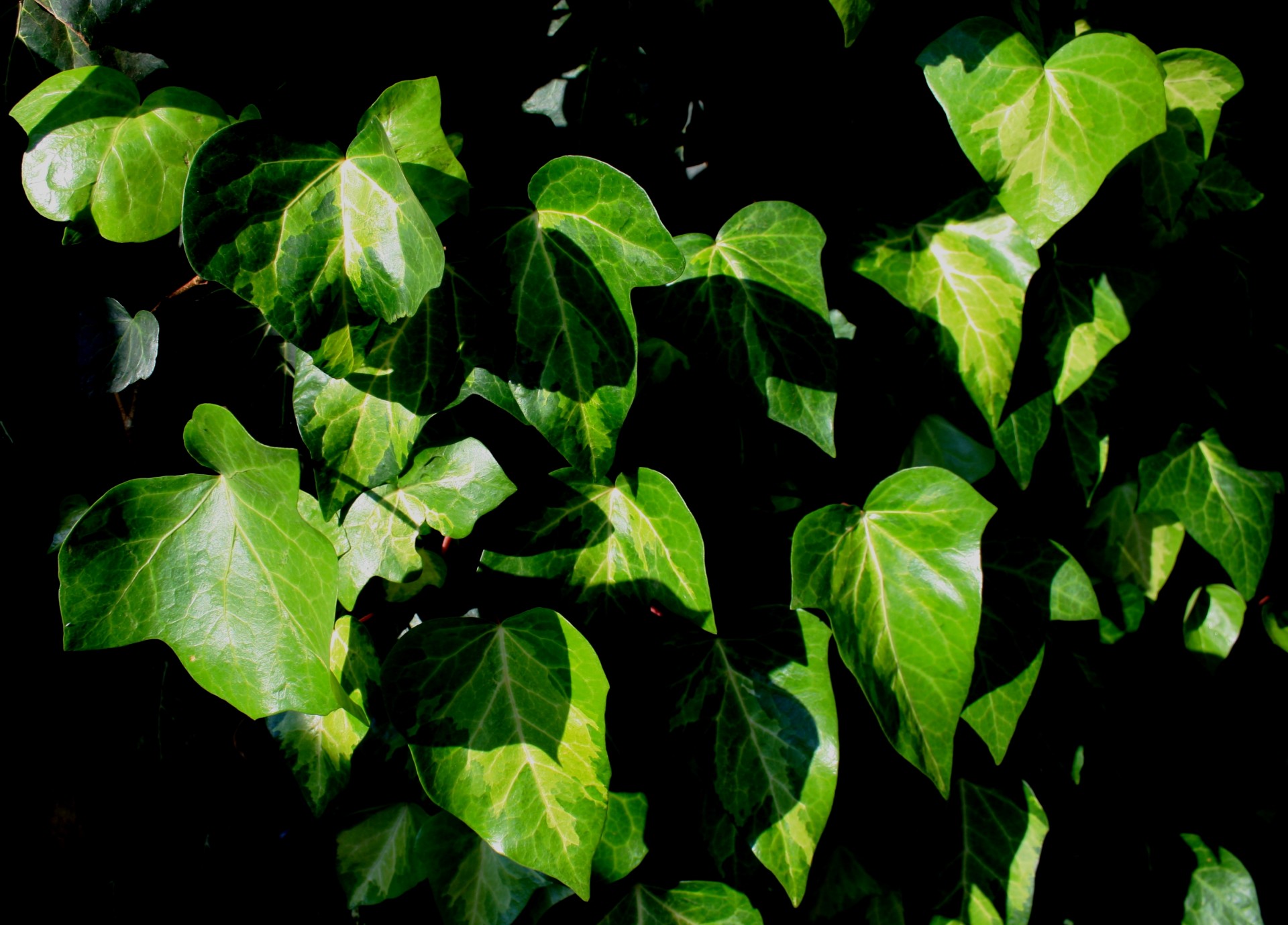 leaves ivy green free photo