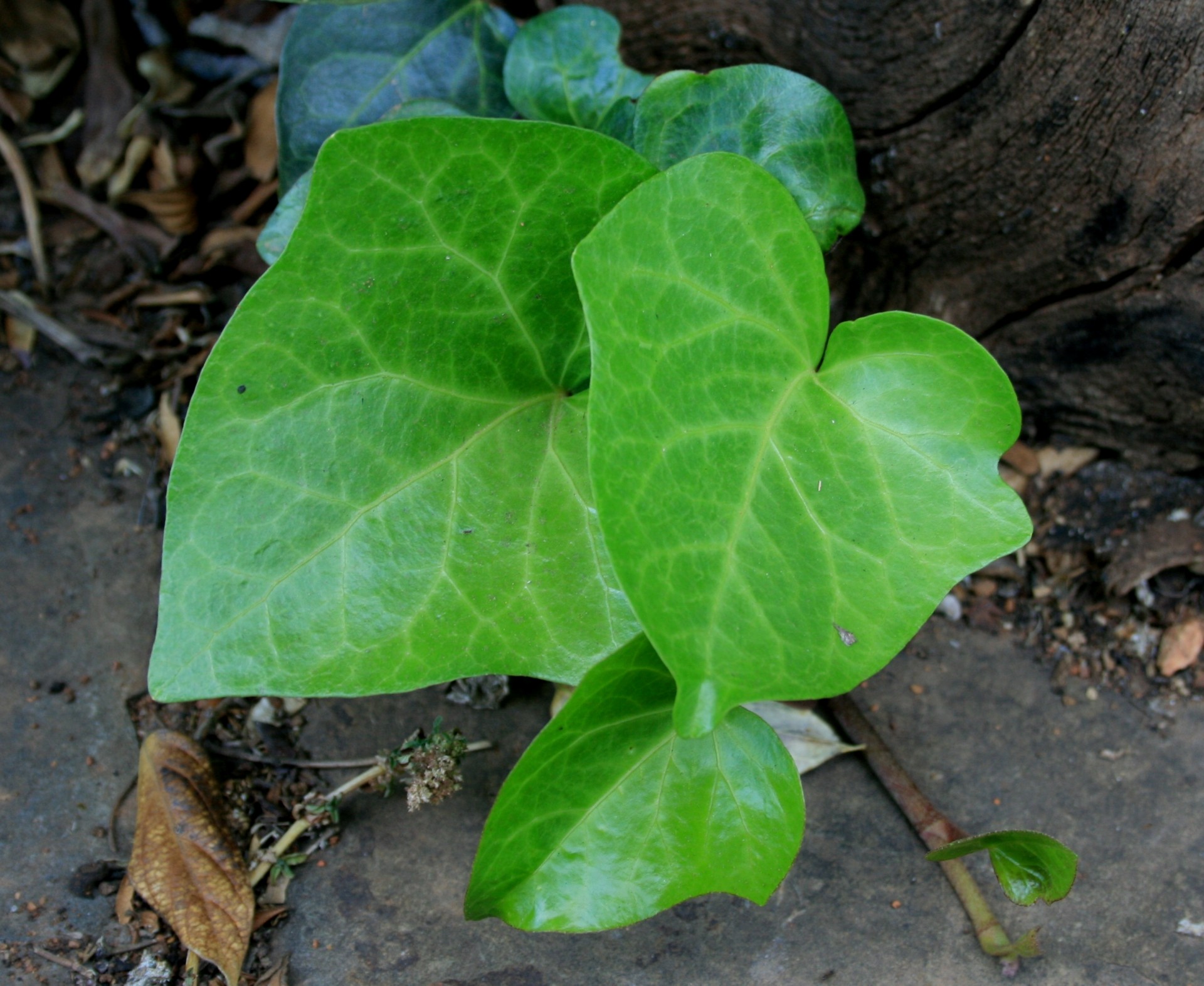 leaves green ivy free photo