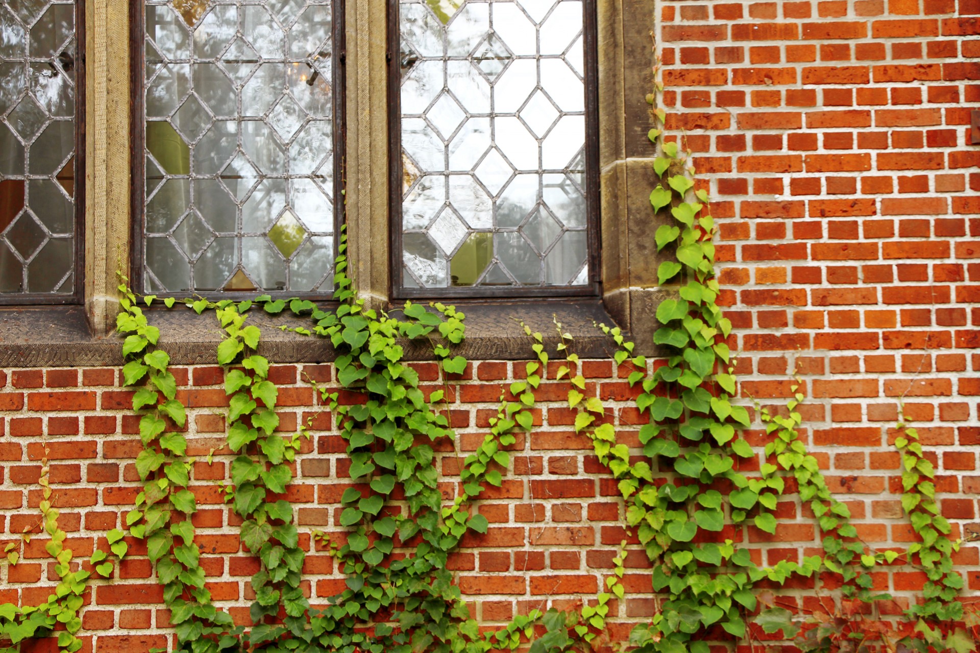 ivy ivy wall red brick free photo