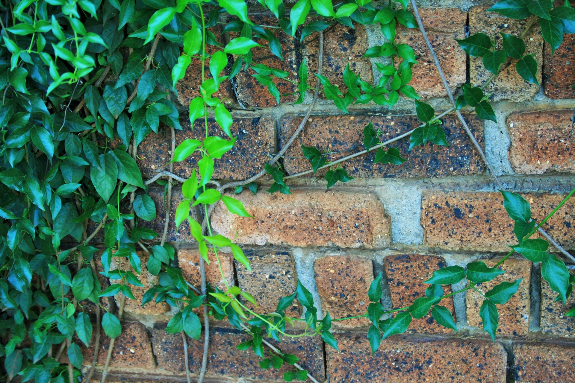 wall ivy creeper free photo