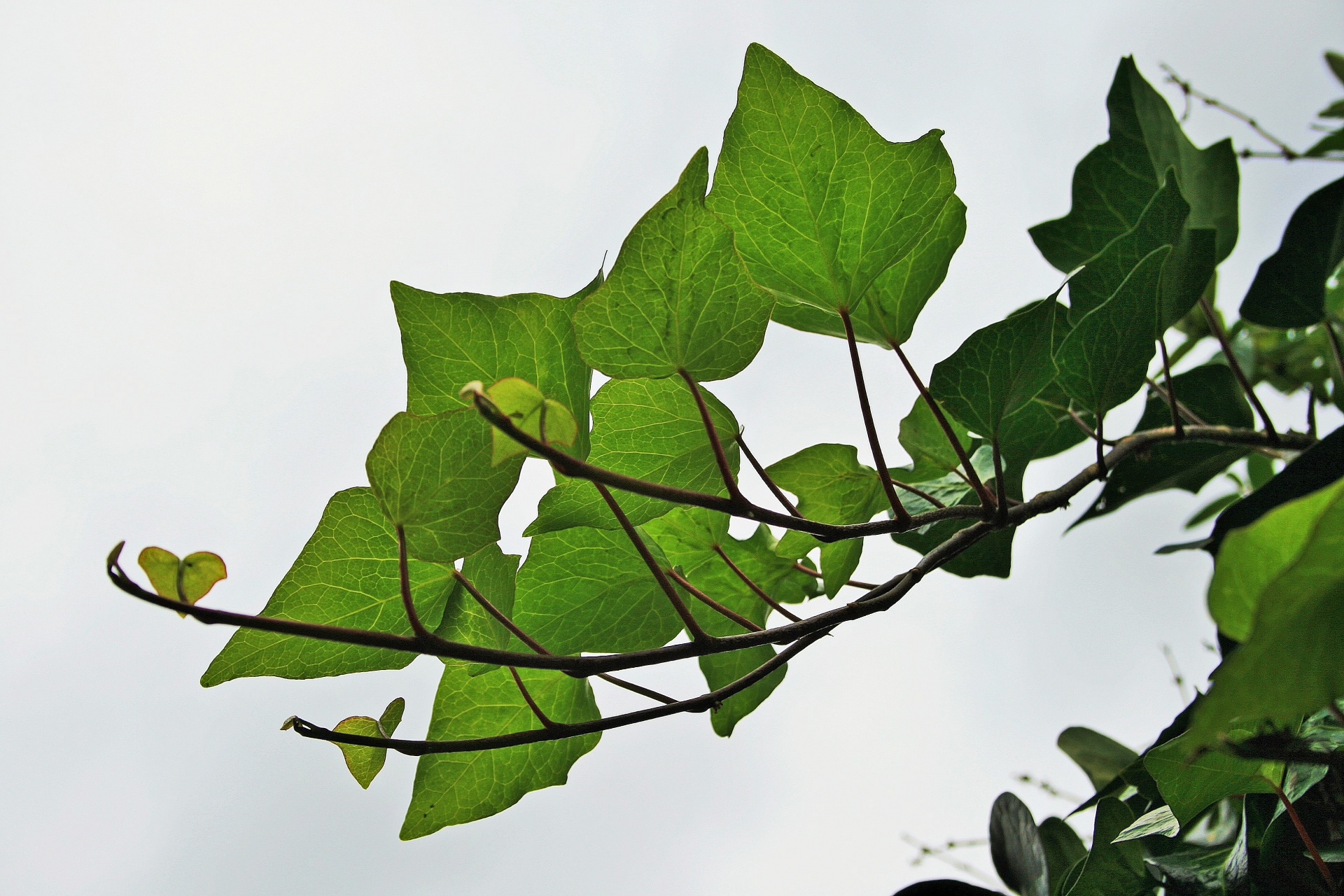 runners plant creeper free photo