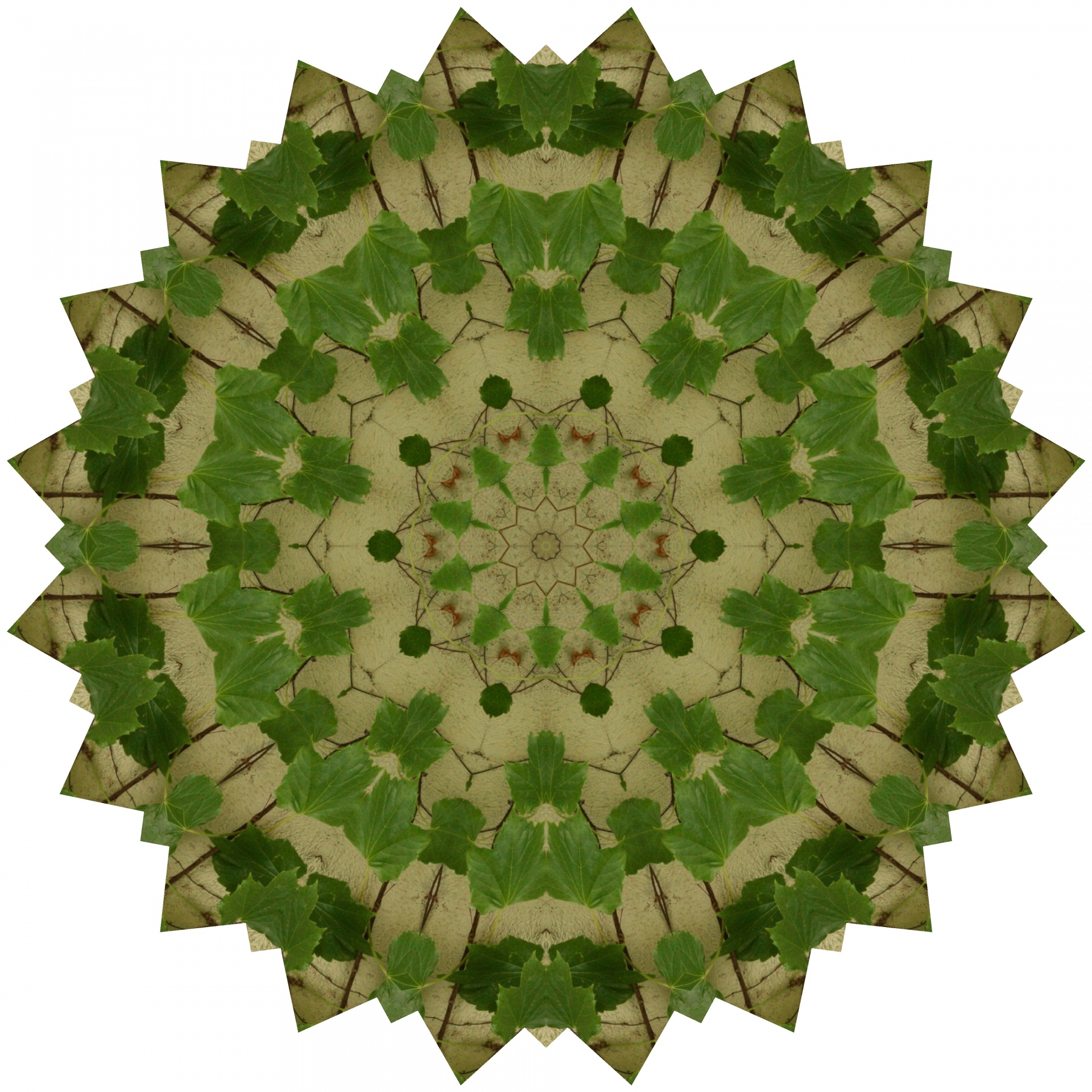 kaleidoscope image ivy free photo