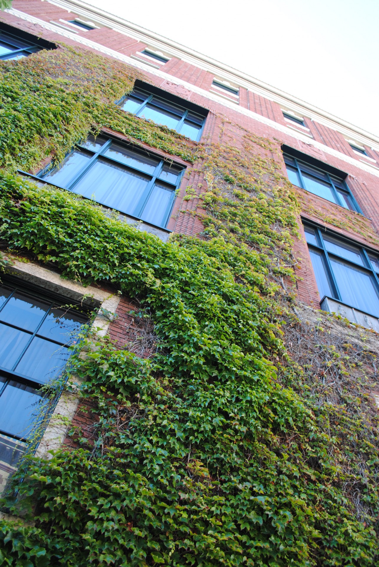 ivy wall green free photo