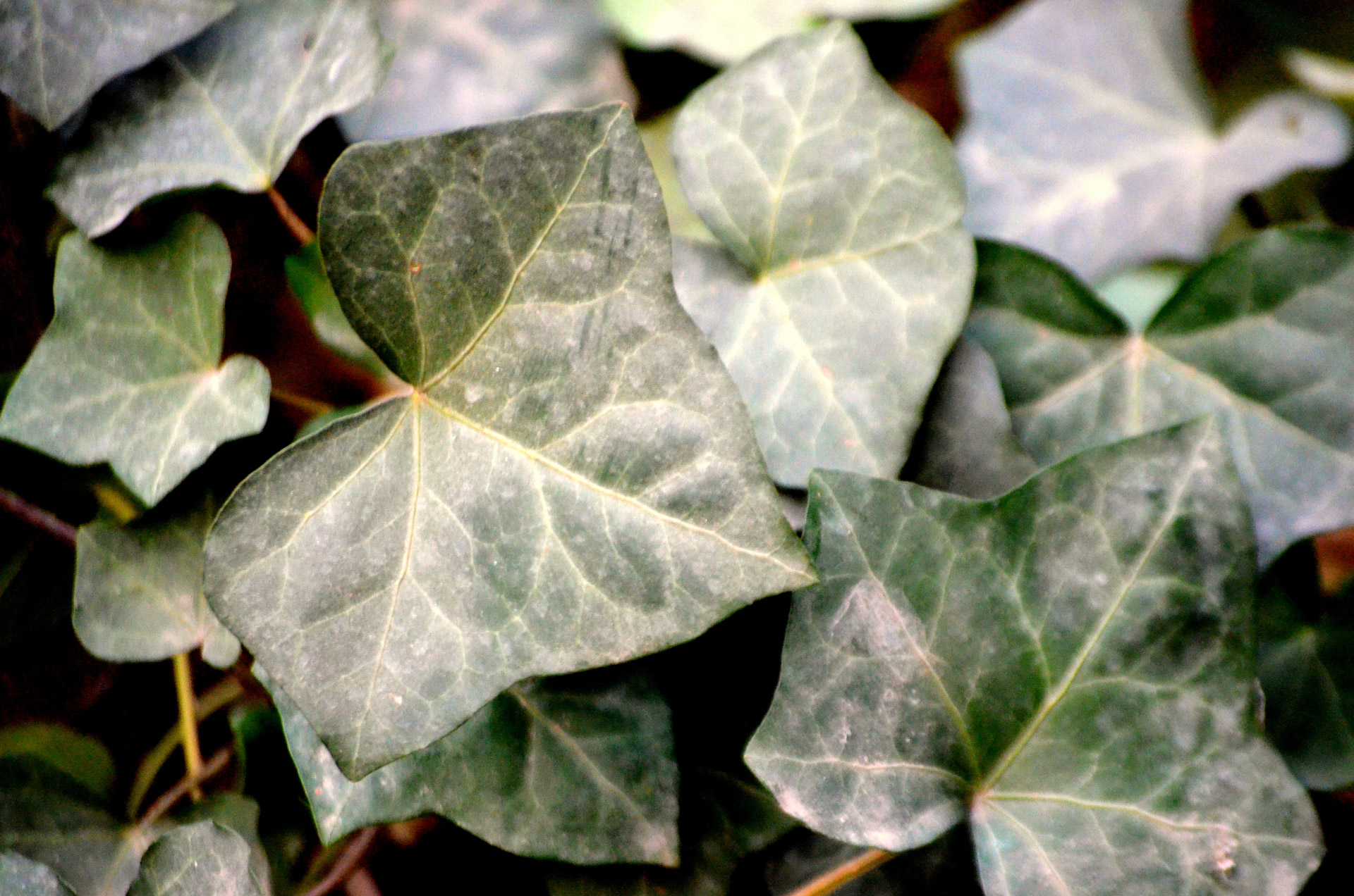 ivy leaves leaf free photo