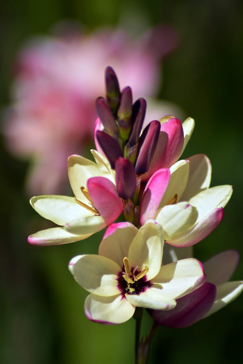 ixia  cream  magenta free photo