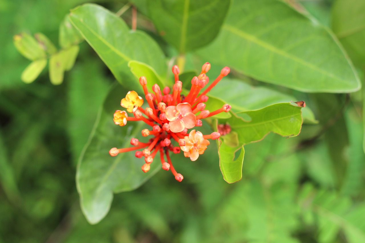 ixora  flower  ga free photo