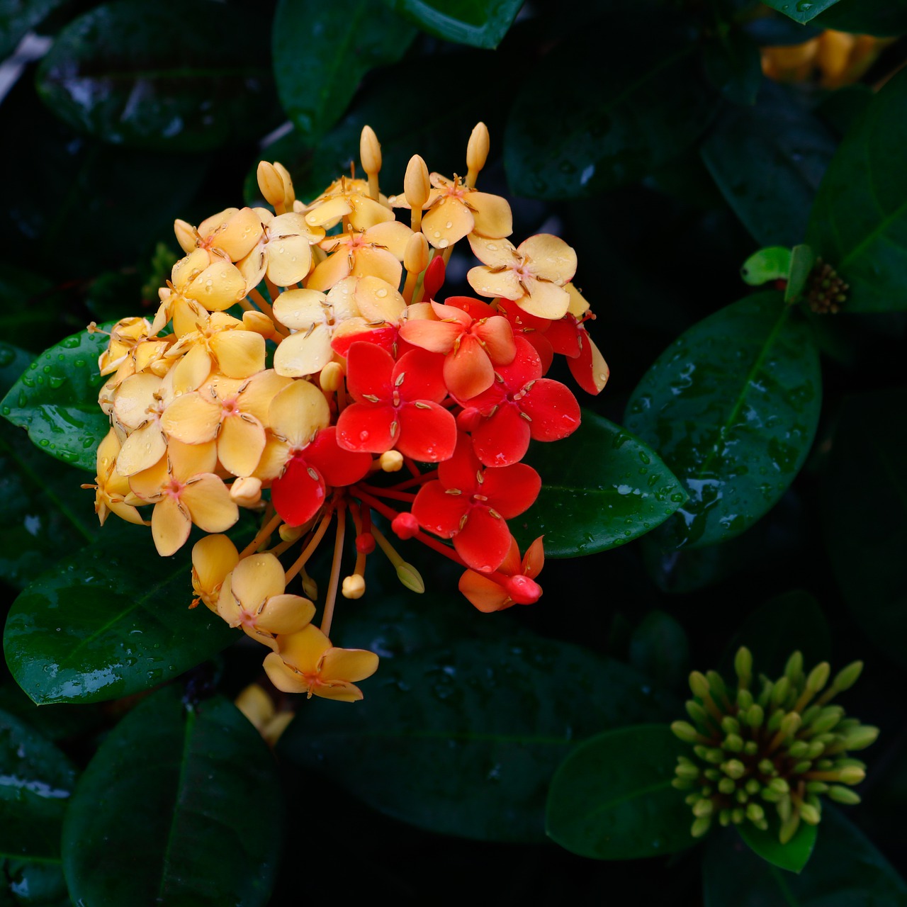 ixoria  bicolor  mutant free photo