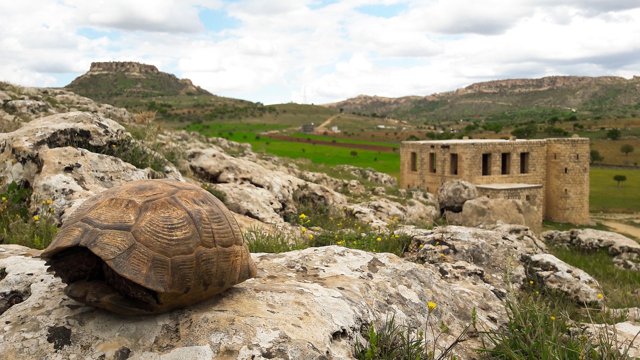 izzet pasha  outpost  date free photo