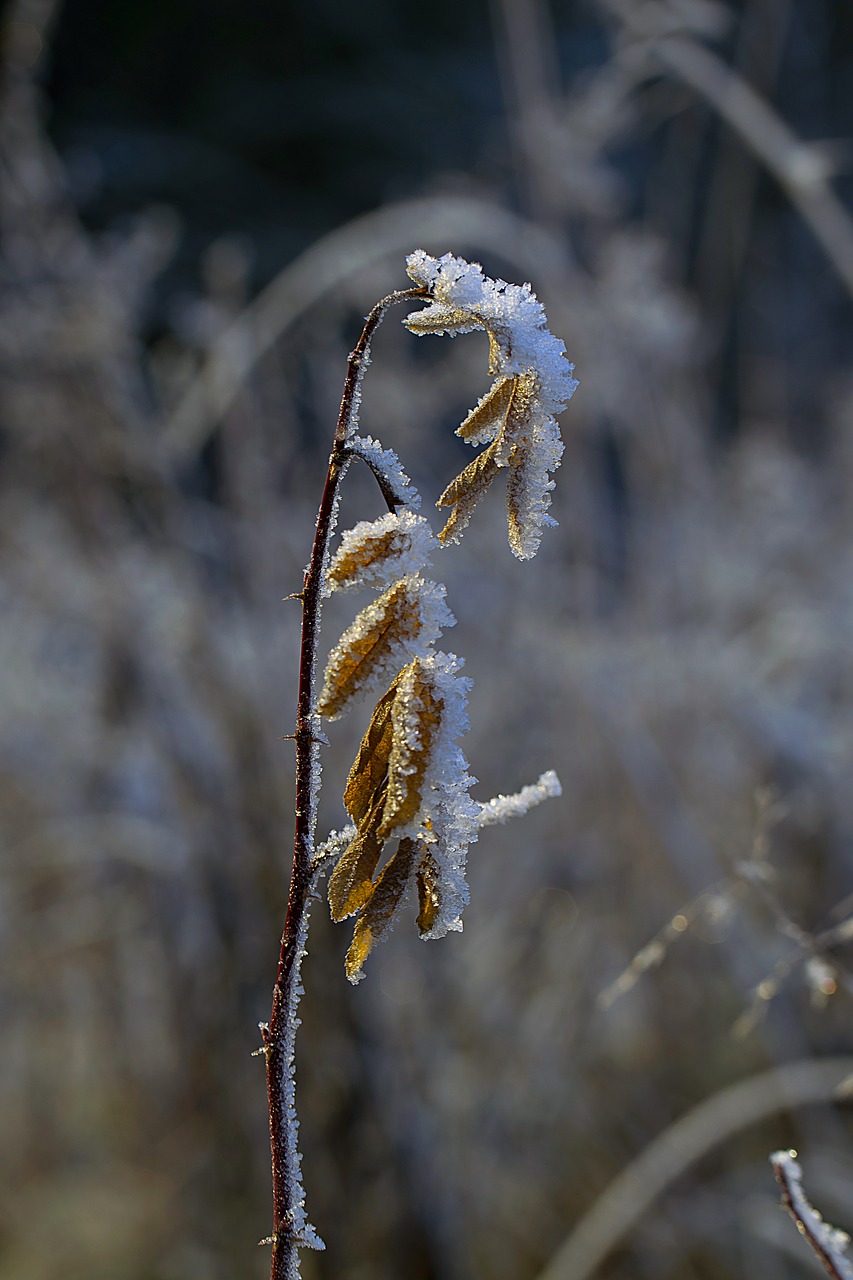 jäätynty nature winter free photo