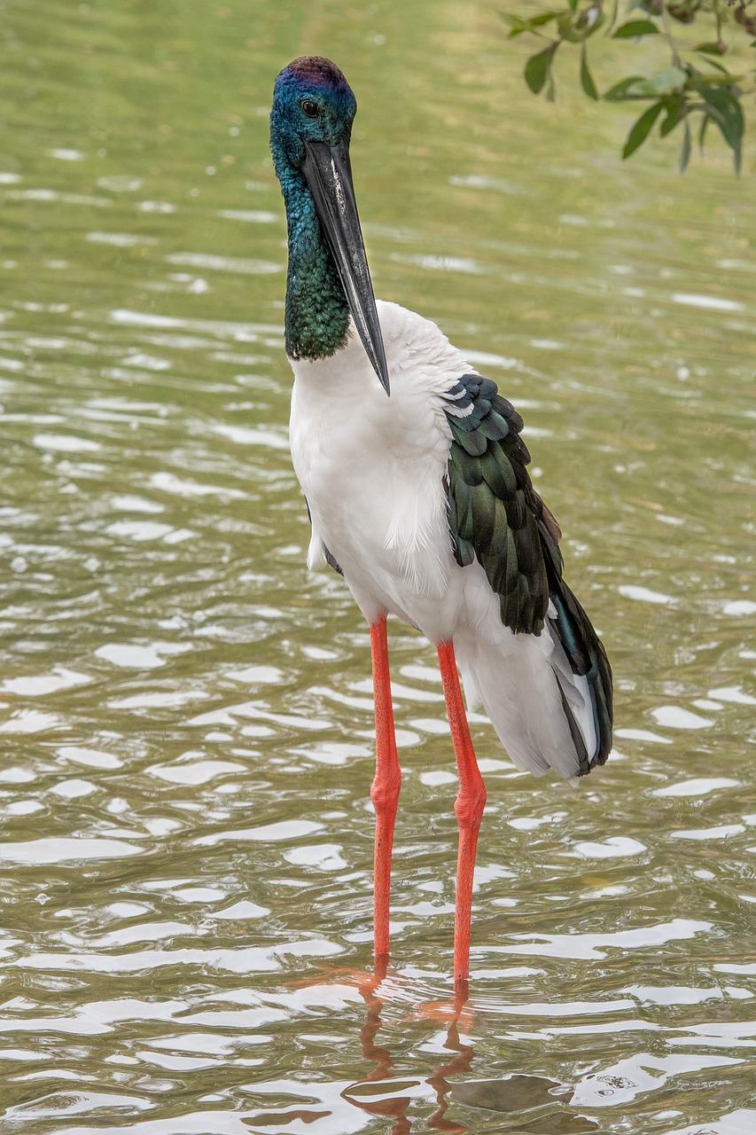 jabiru  bird  australia free photo