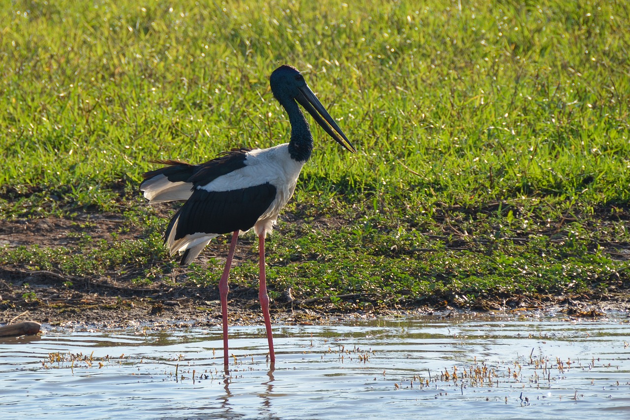 jabiru  black-necked stork  stork free photo
