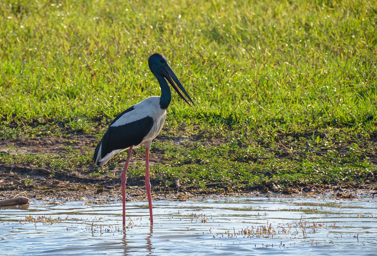 jabiru  black-necked stork  stork free photo