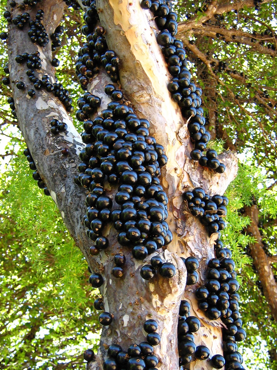 jabuticaba fruit tree free photo