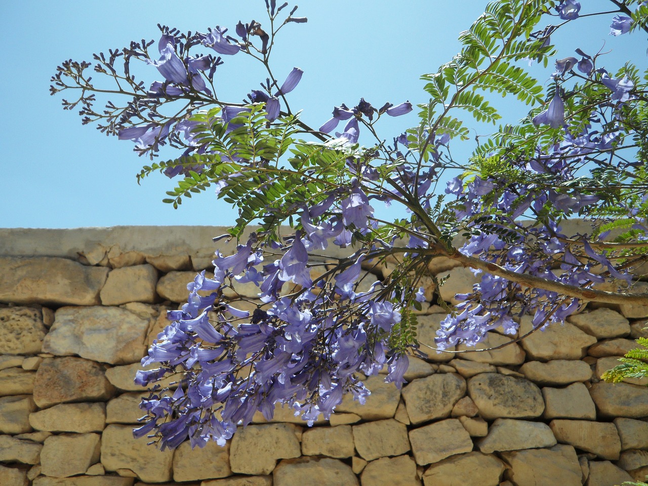 jacaranda tree blossom free photo