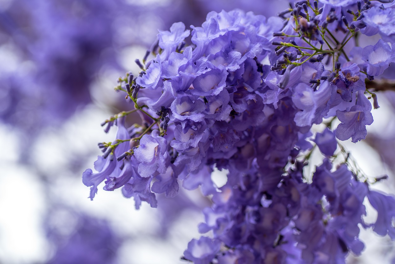 jacaranda brisbane queensland free photo