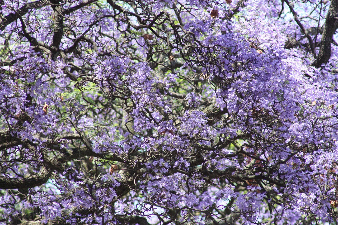 jacaranda trees nature free photo