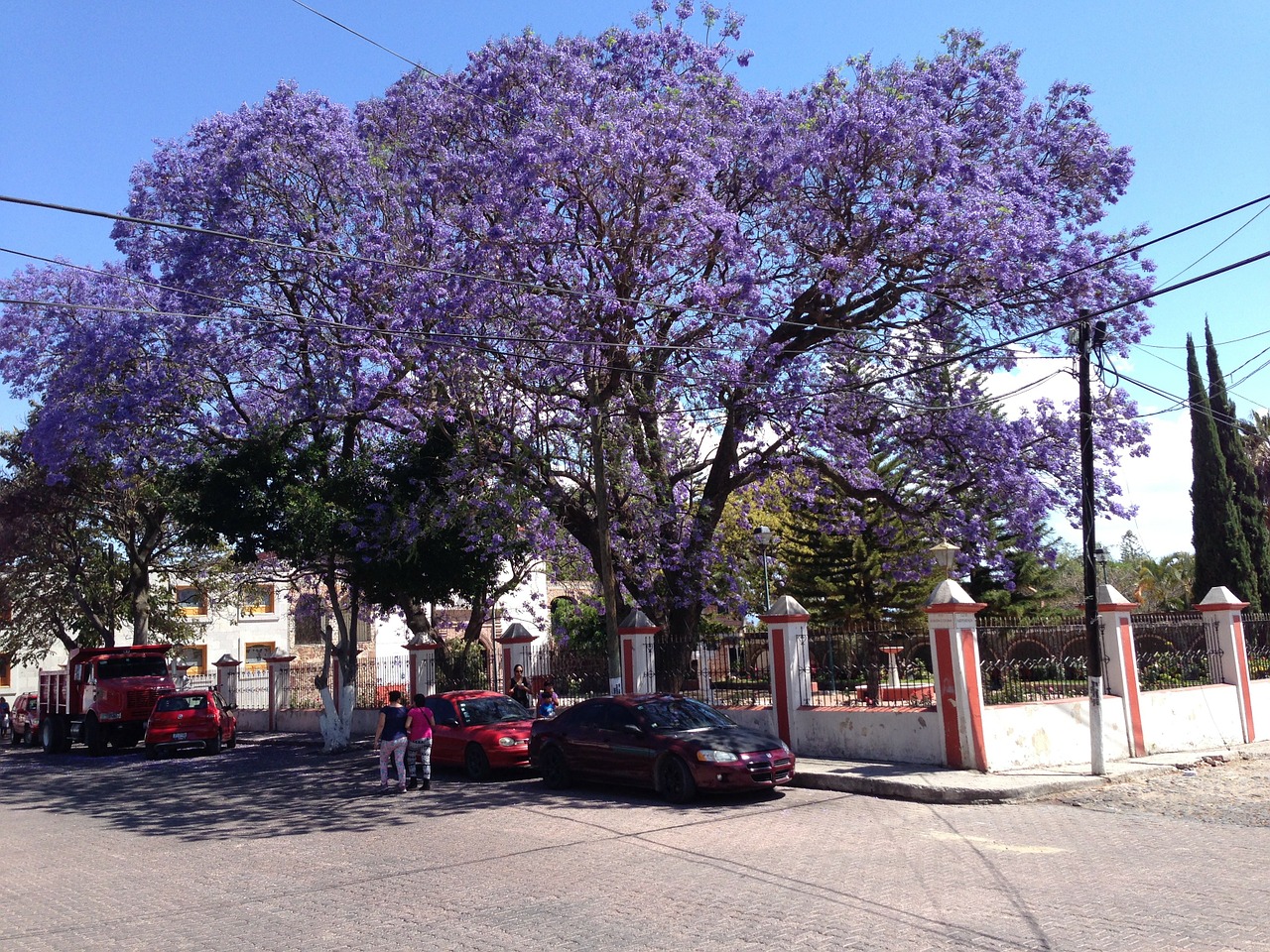 jacaranda tree flower free photo