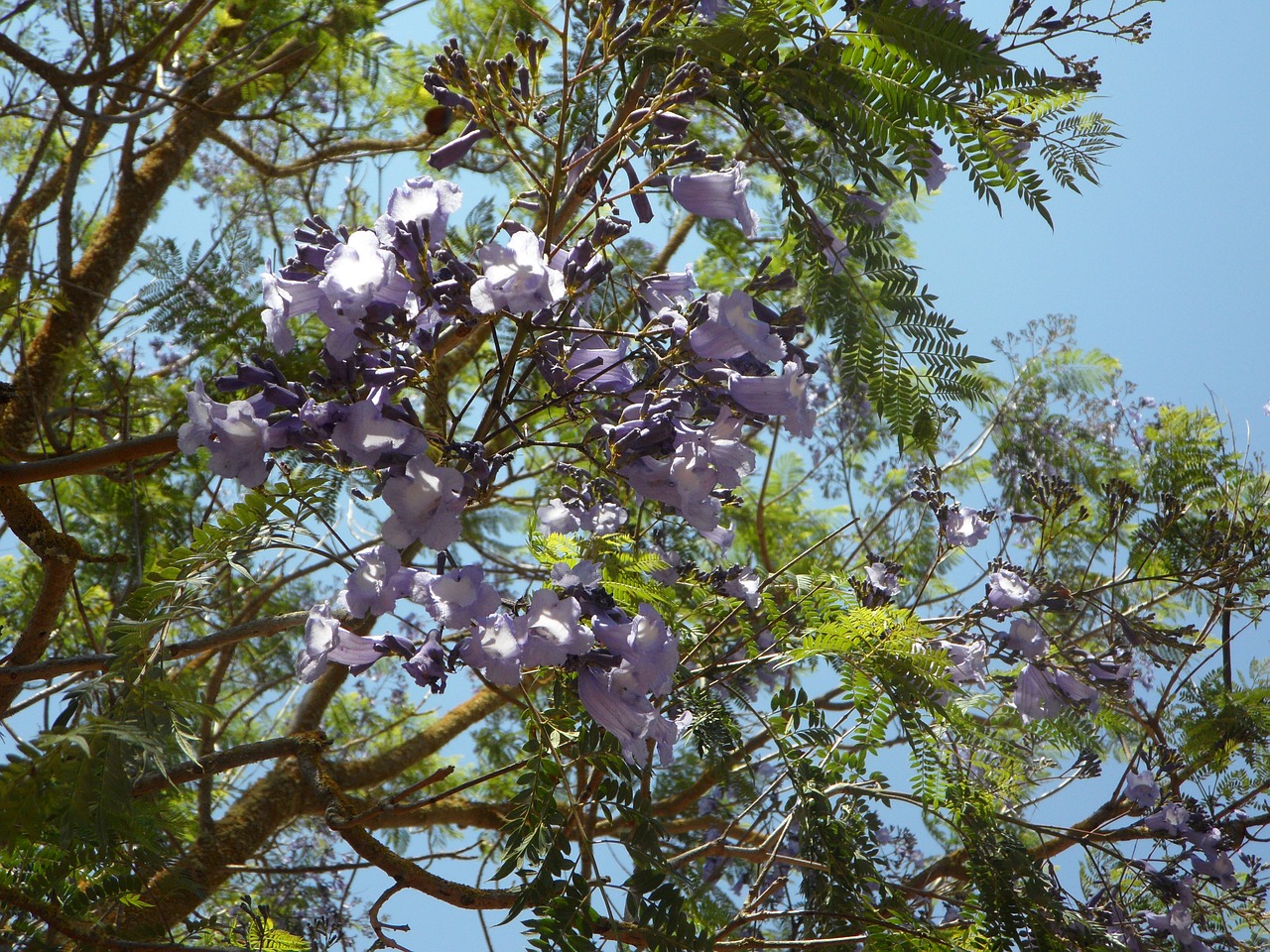 jacaranda tree blossom free photo