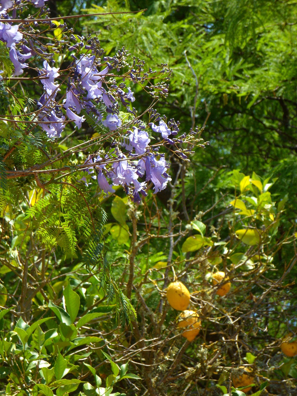 jacaranda lemon tree garden free photo
