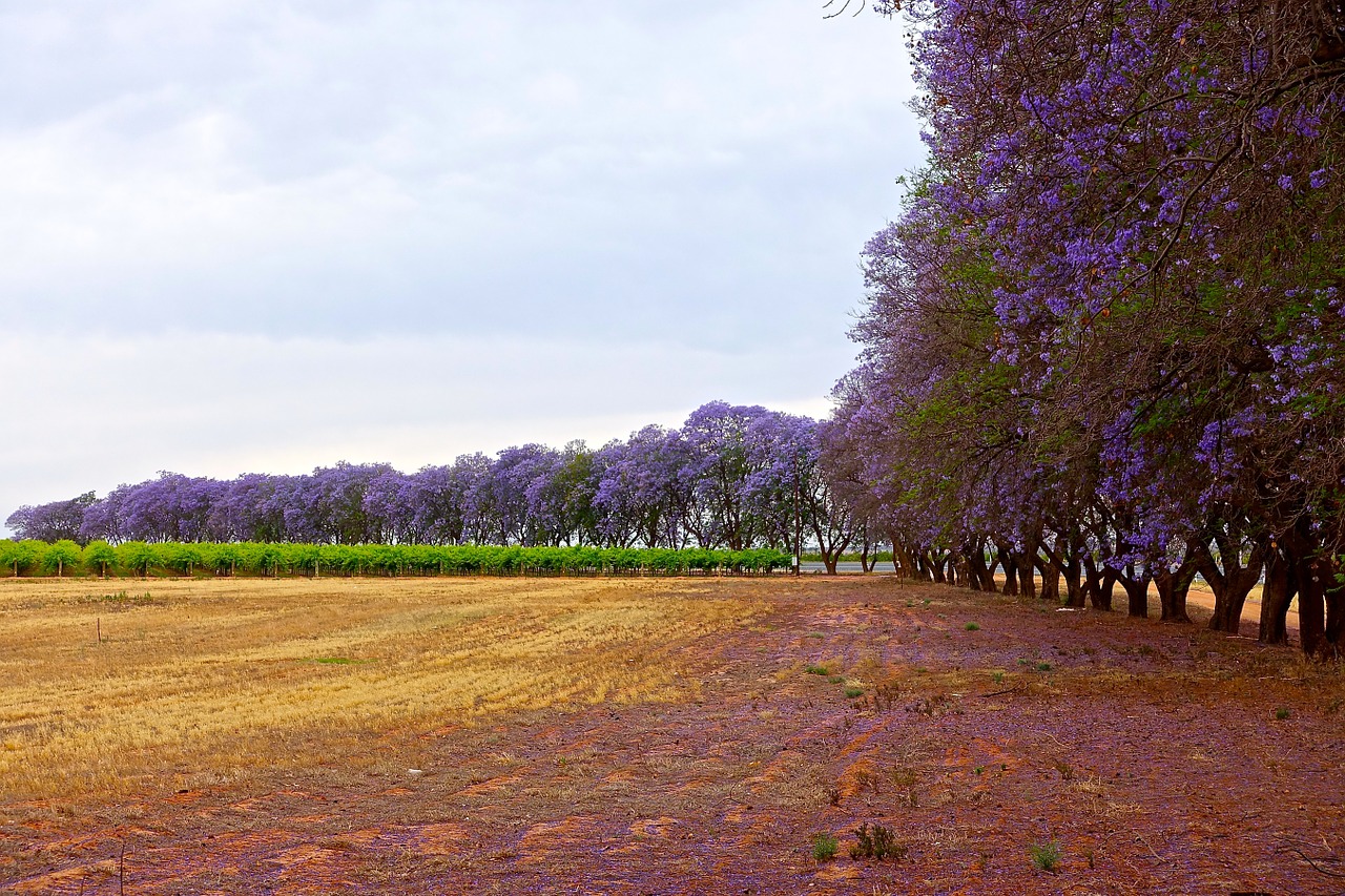 jacaranda trees flowering free photo