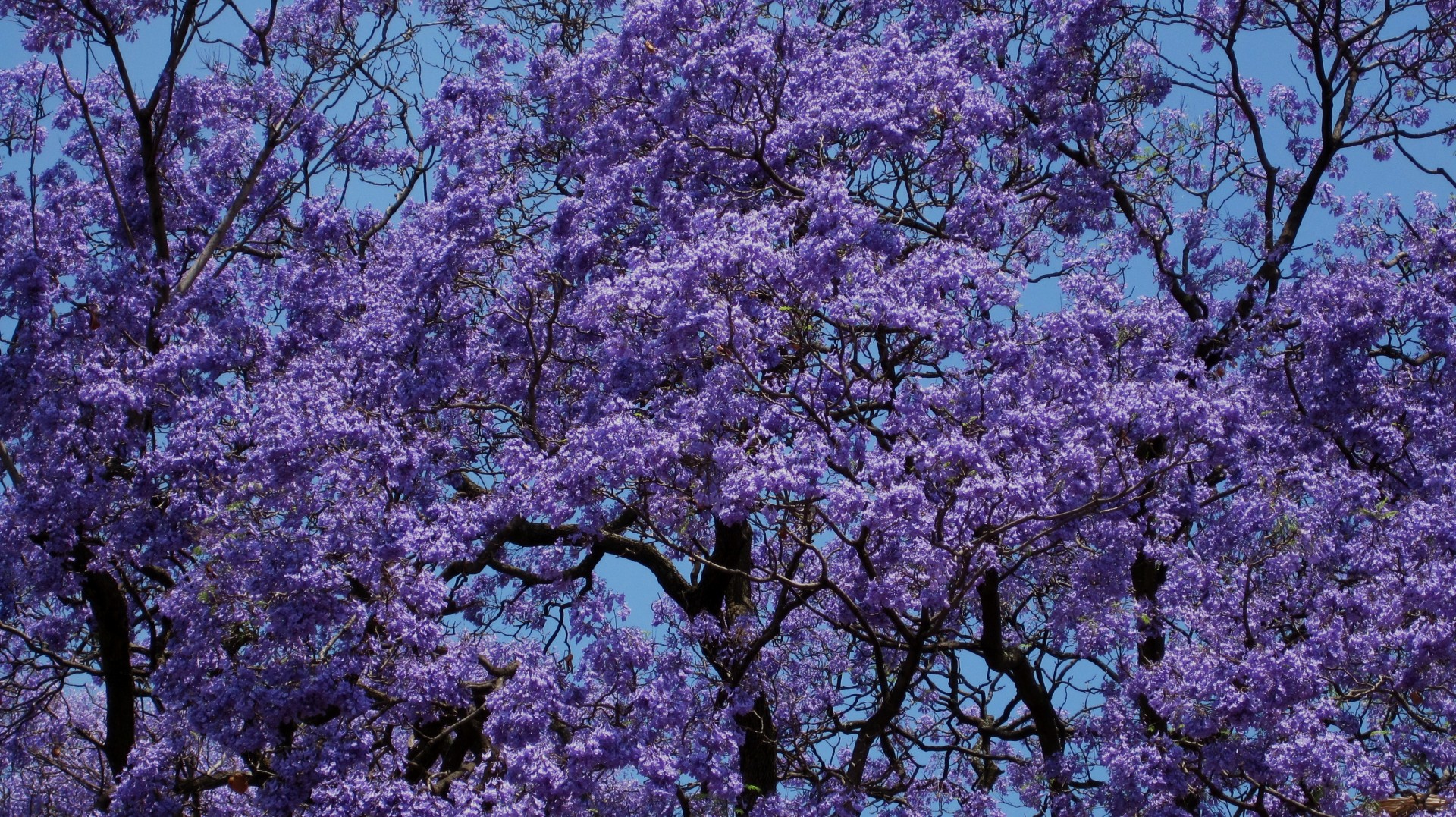 tree flowering cloud blooms free photo