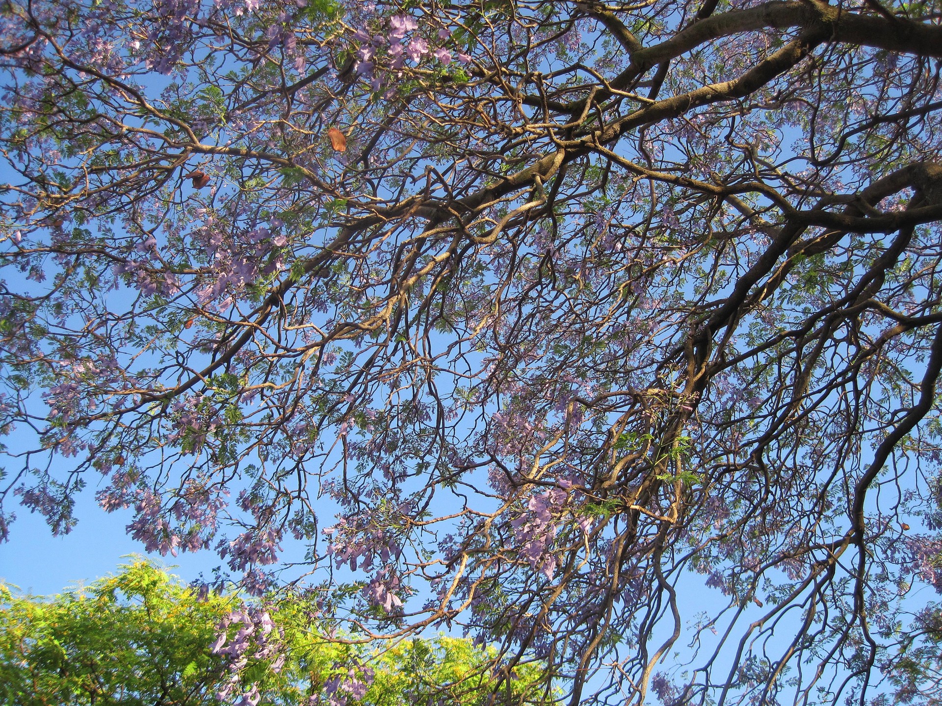 tree jacaranda petals free photo
