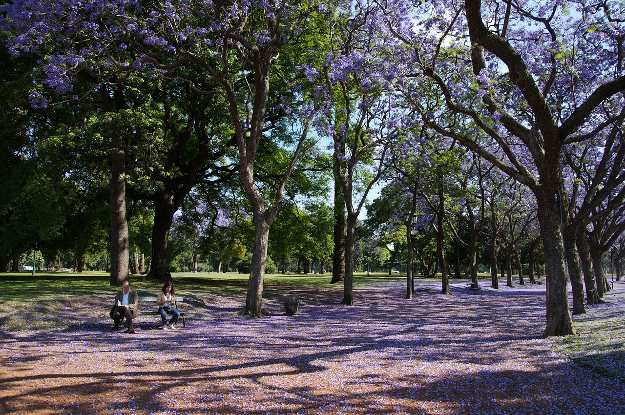 jacaranda trees trees park free photo