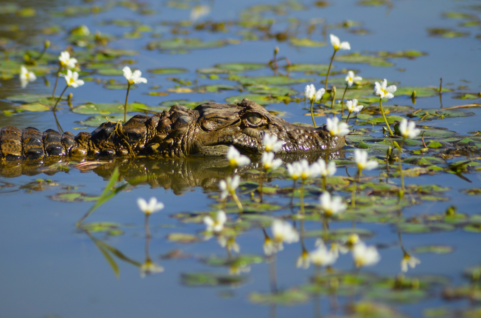 alligator dam alligator free photo