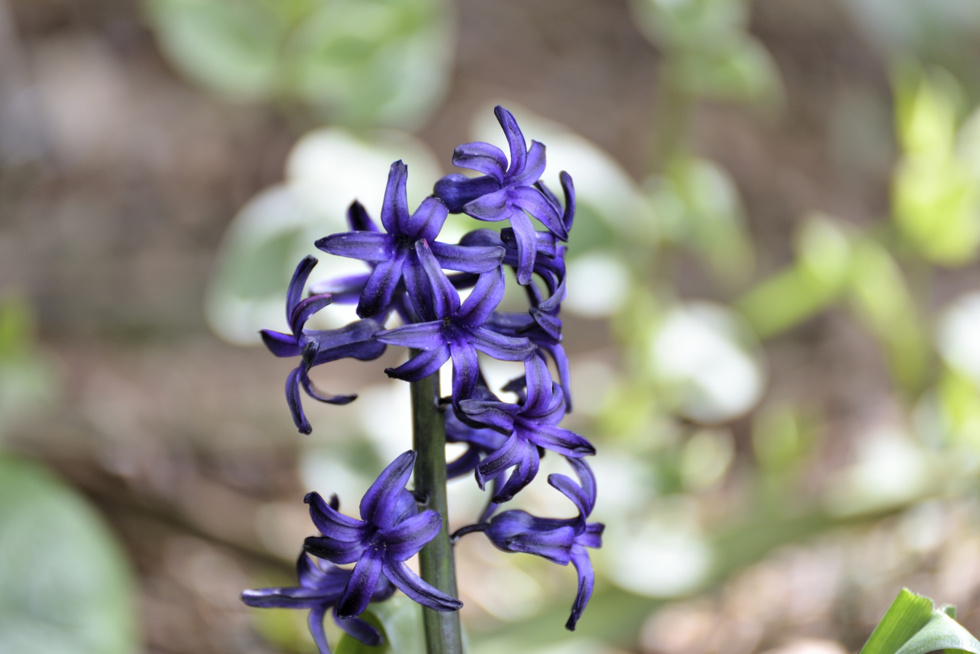 hyacinth flower flora free photo