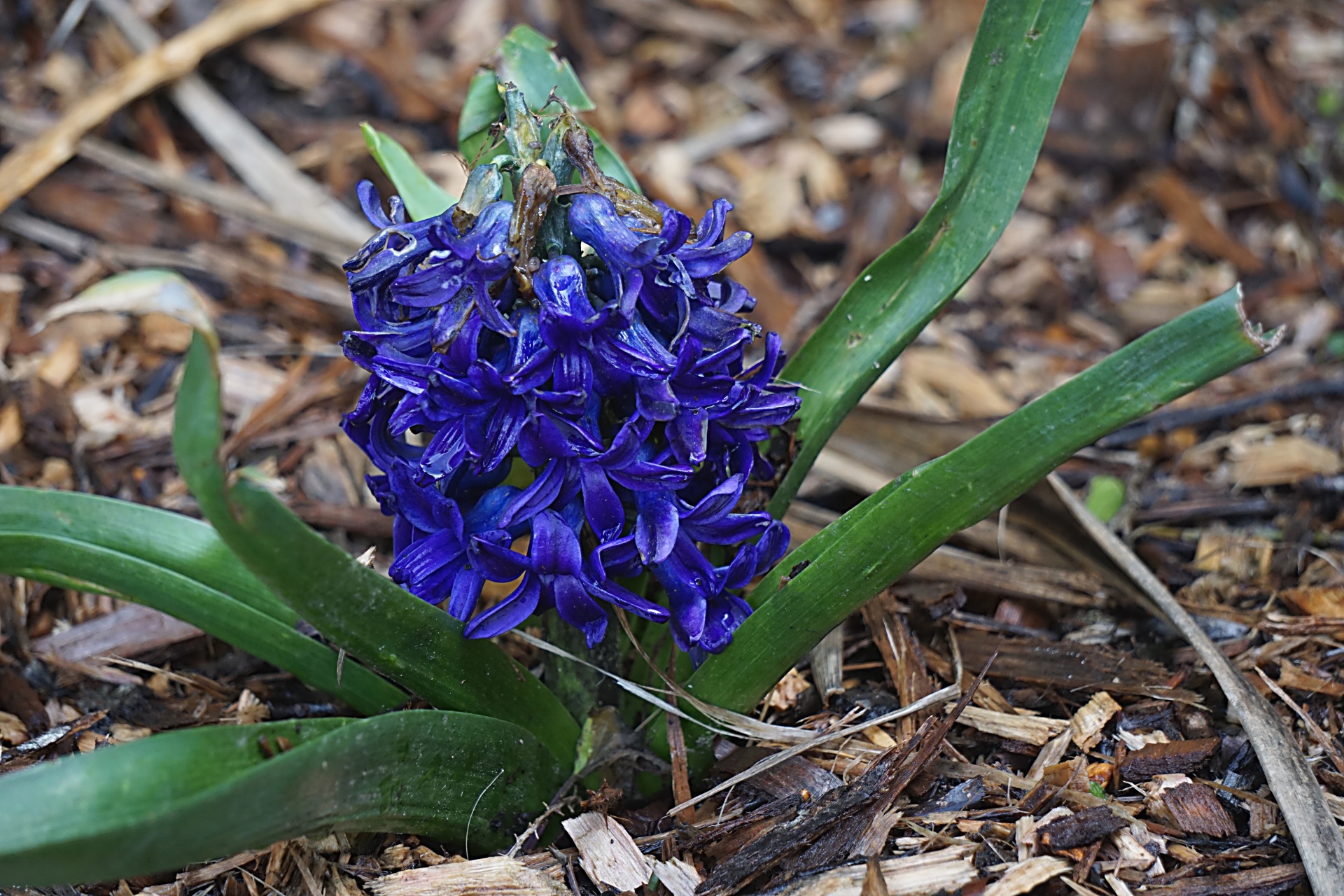 flower hyacinth flora free photo