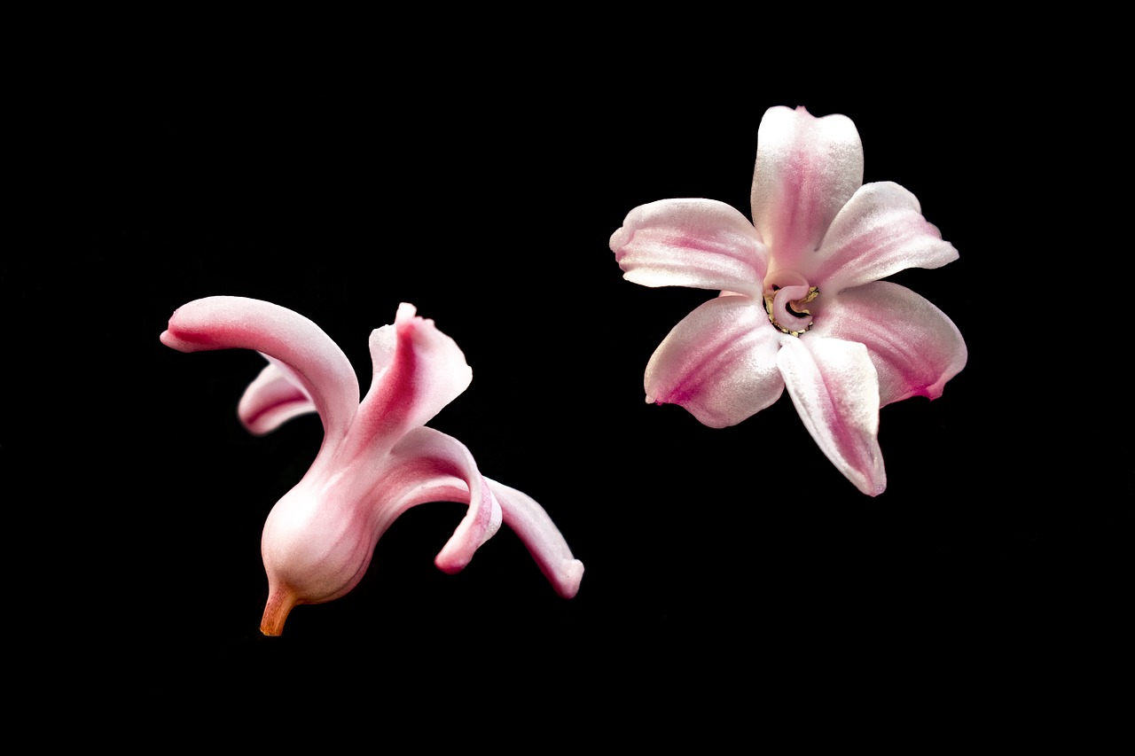 jacinto flowers roses free photo