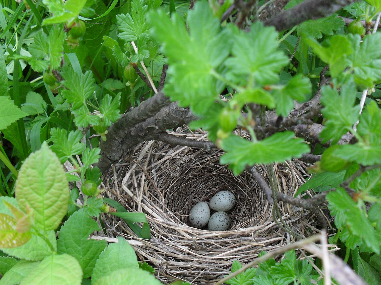 jack eggs bush free photo