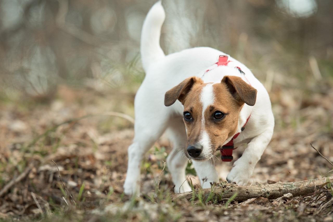 jack russell terrier free photo