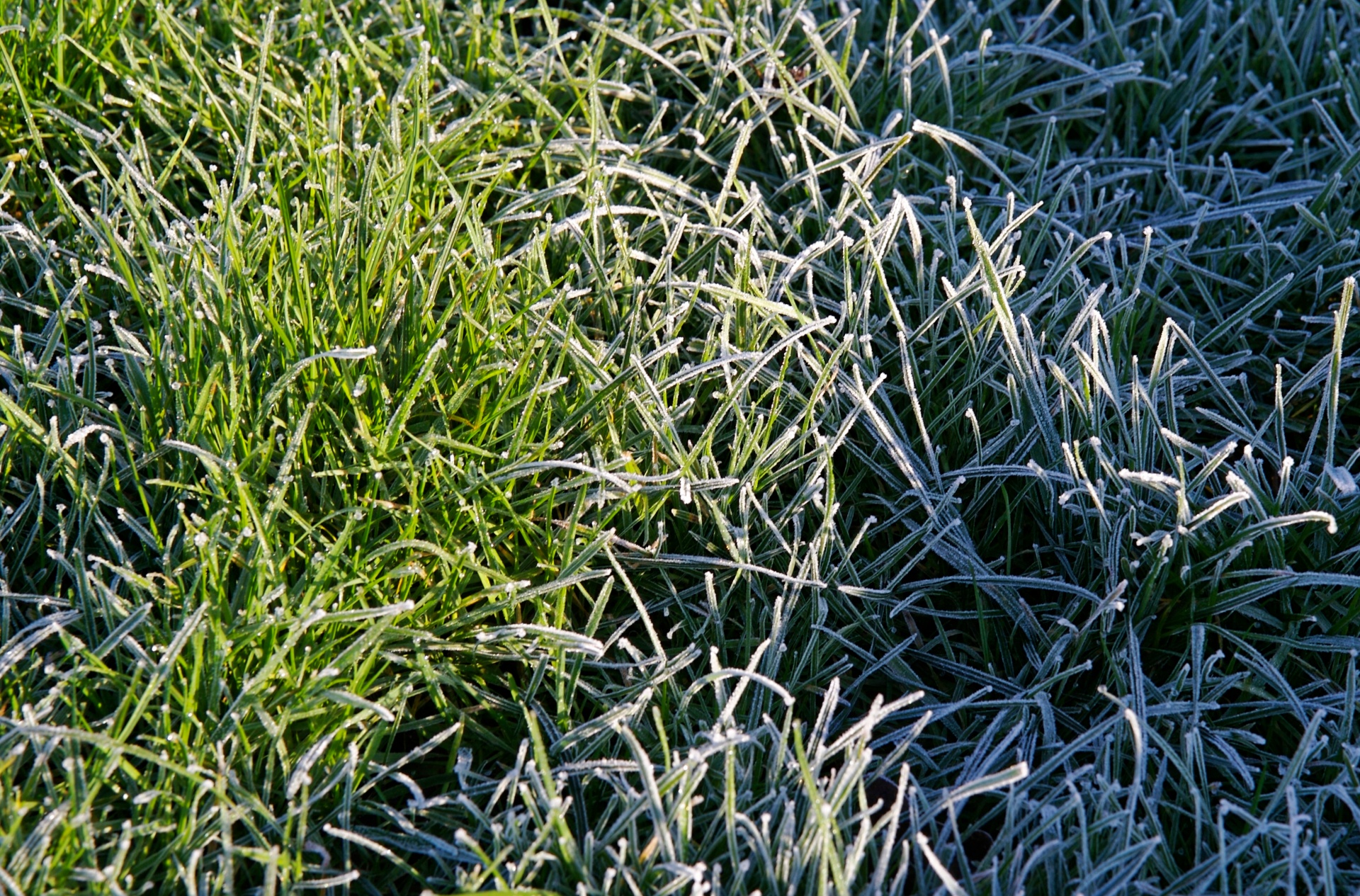 frost frosty grass free photo