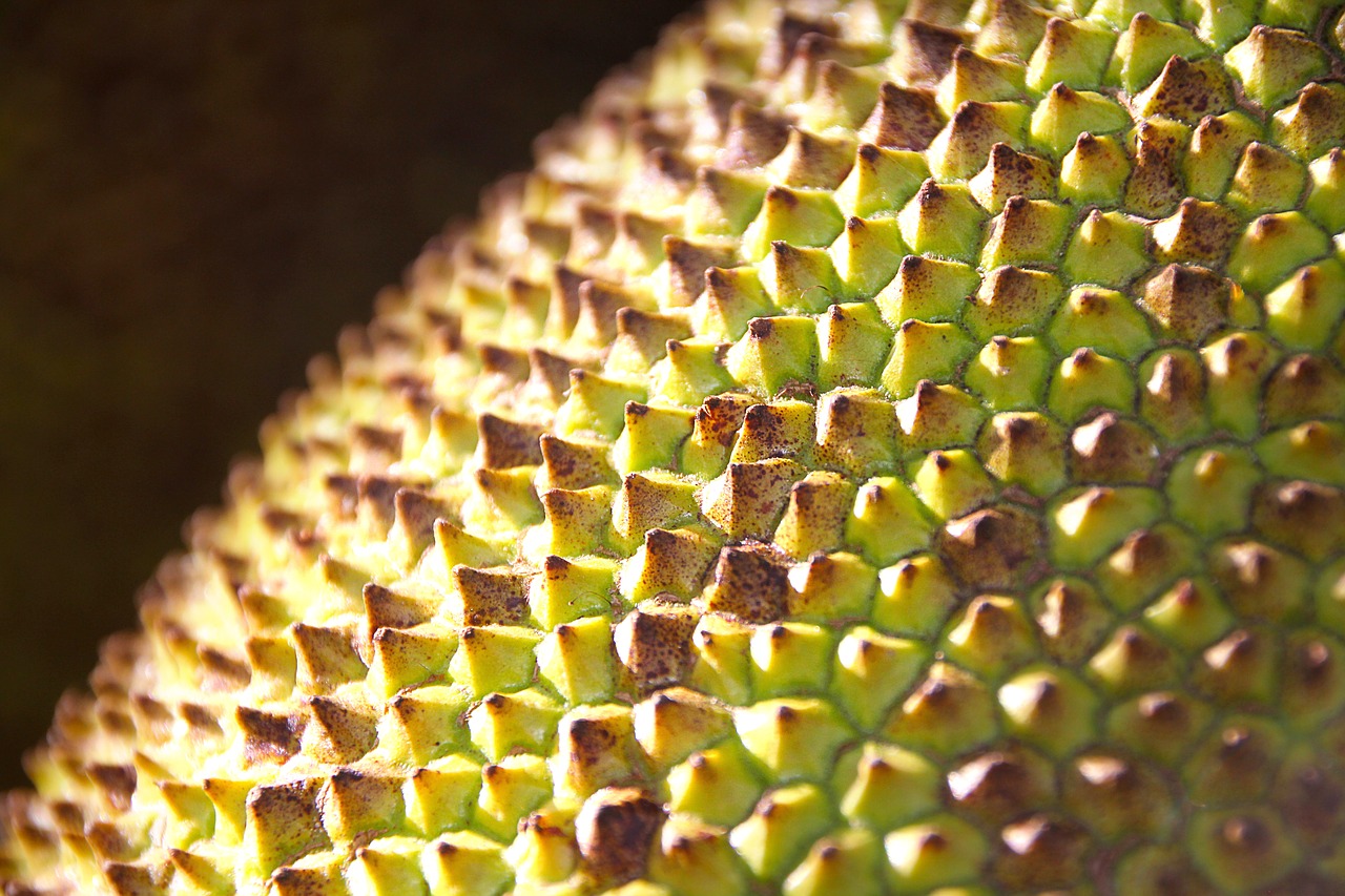 jack fruit sting texture free photo