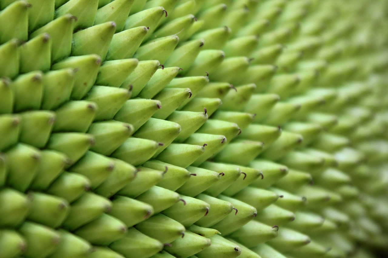 jack fruit fruit tender free photo