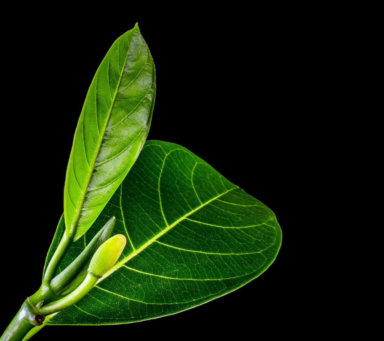 jack fruit leaf leaf leaves free photo