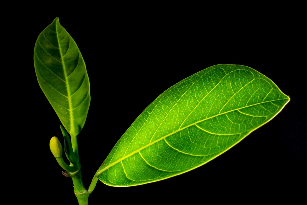 jack fruit leaf leaf leaves free photo