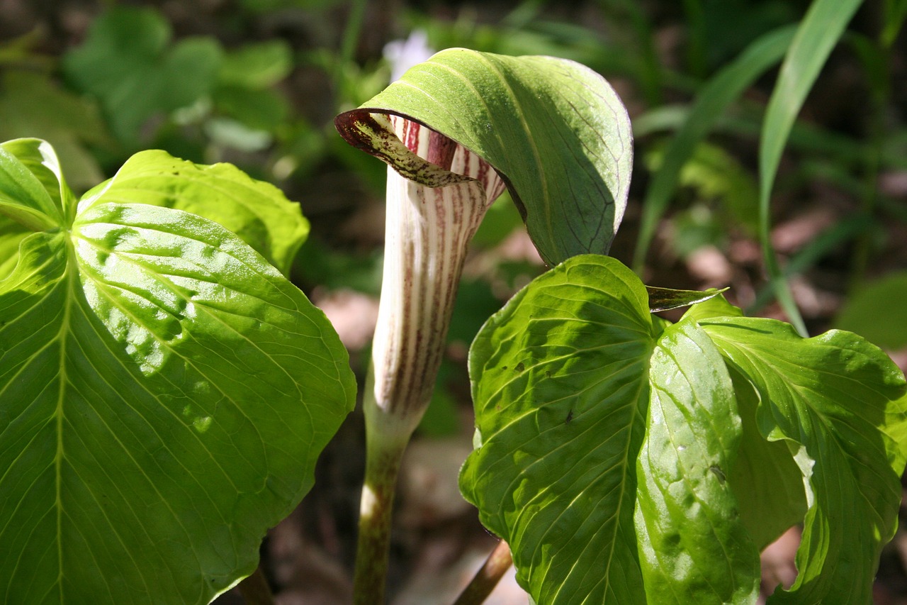 jack-in-the-pulpit flower spring free photo